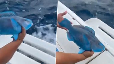 Slurp Fish in Real Life? Viral Videos Show Fortnite Slurpfish To Exist in Oceans! Watch